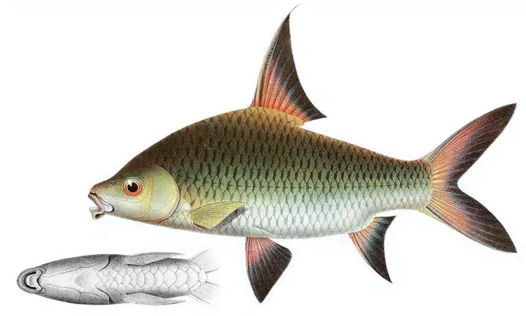 Full Grown Bala Shark Care Guide & Species Profile