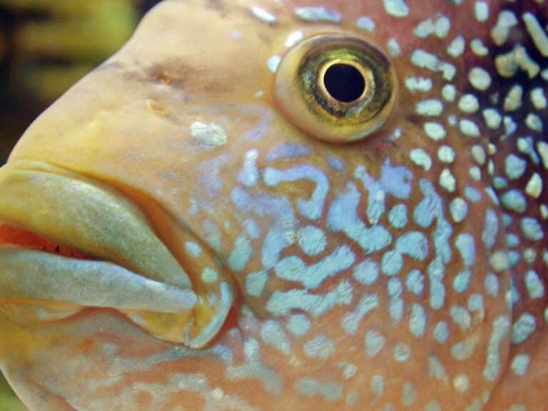 How Do You Take Care Of A Jack Dempsey Fish In Aquarium