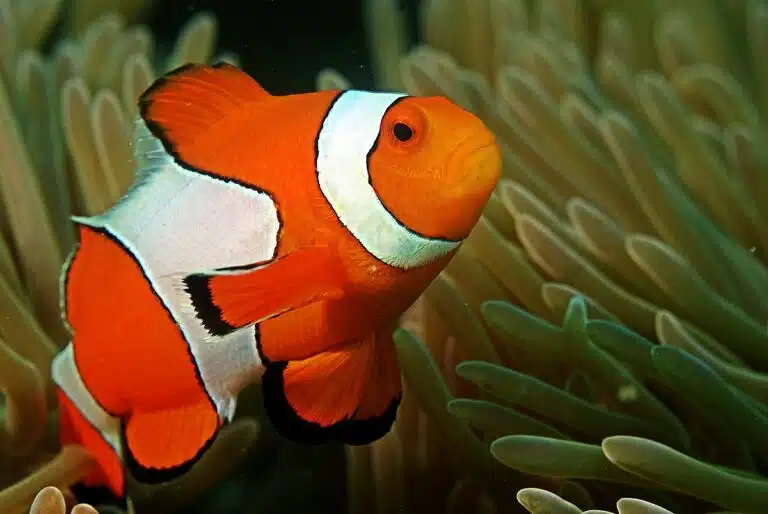 How To Take Care Of Clownfish In Aquarium?
