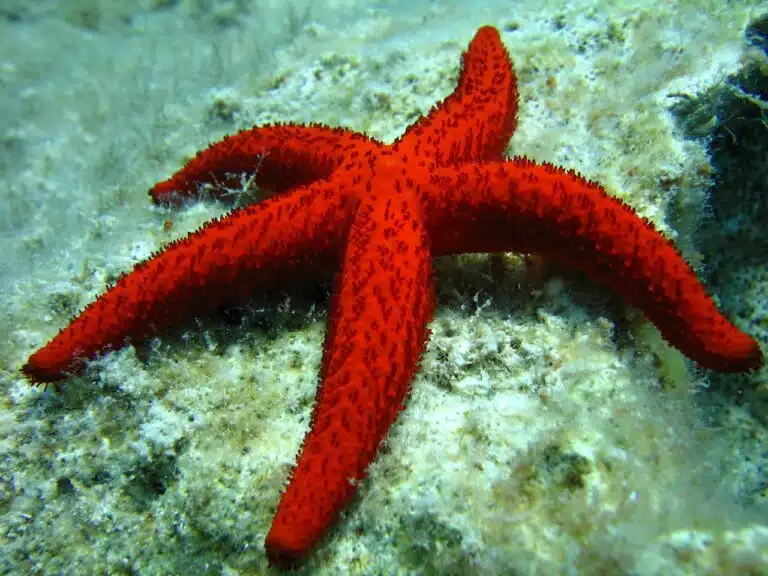 What Do Starfish Eat In Aquarium?