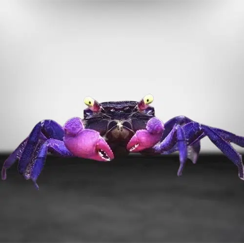 Vampire Crabs Care Guide And Species profile