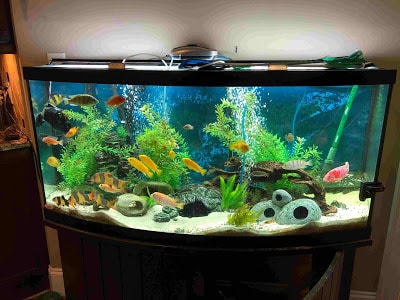 Learn How Much Does A 20 Gallon Fish Tank Weigh Effectively