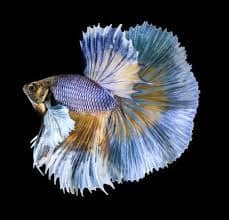 crowntail betta fish facts care origins lifespan
