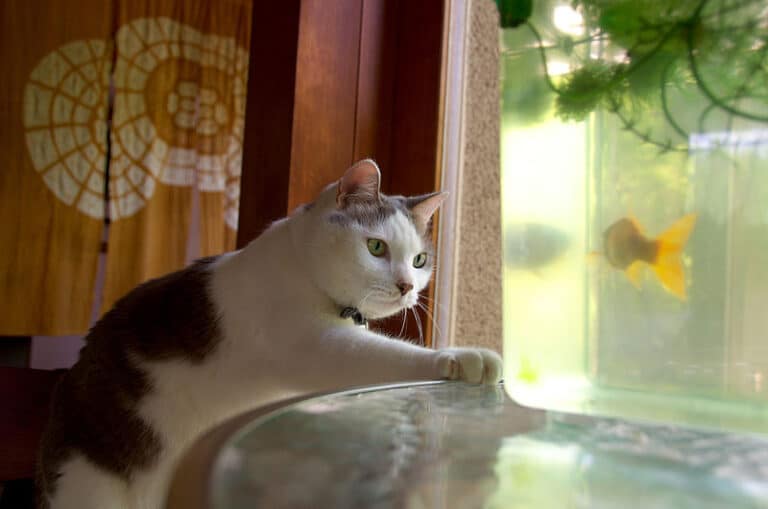 How To Cat Proof A Fish Tank