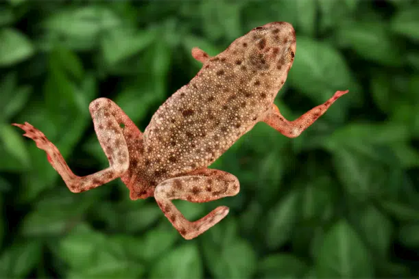 African Dwarf Frog Tank Mates, Care Guide, and Food