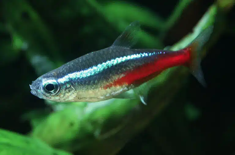 Rummy Nose Tetra Care Guide
