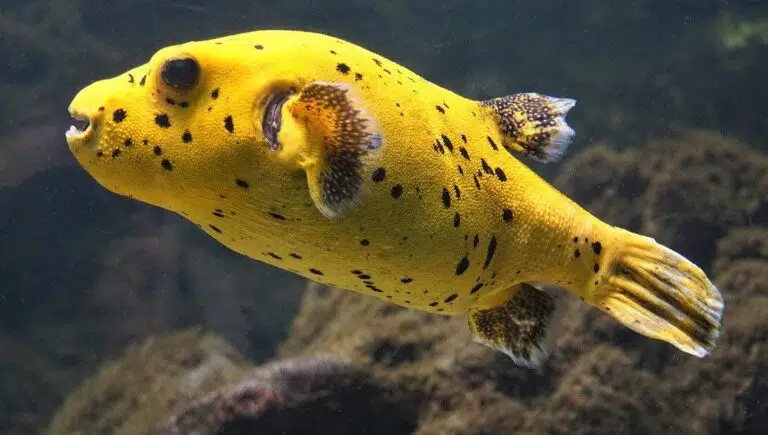 Freshwater Puffer Fish Types