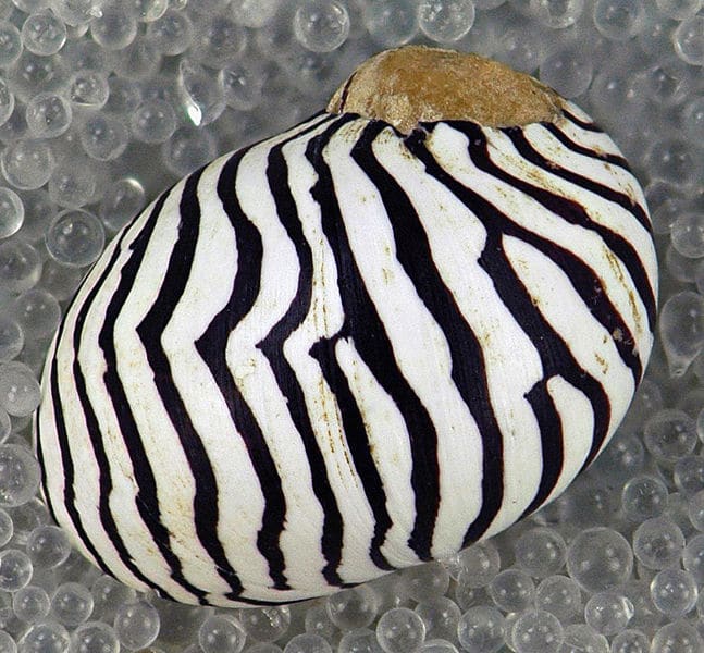 Are Breeding Nerite Snails Good Or Bad In 2024?