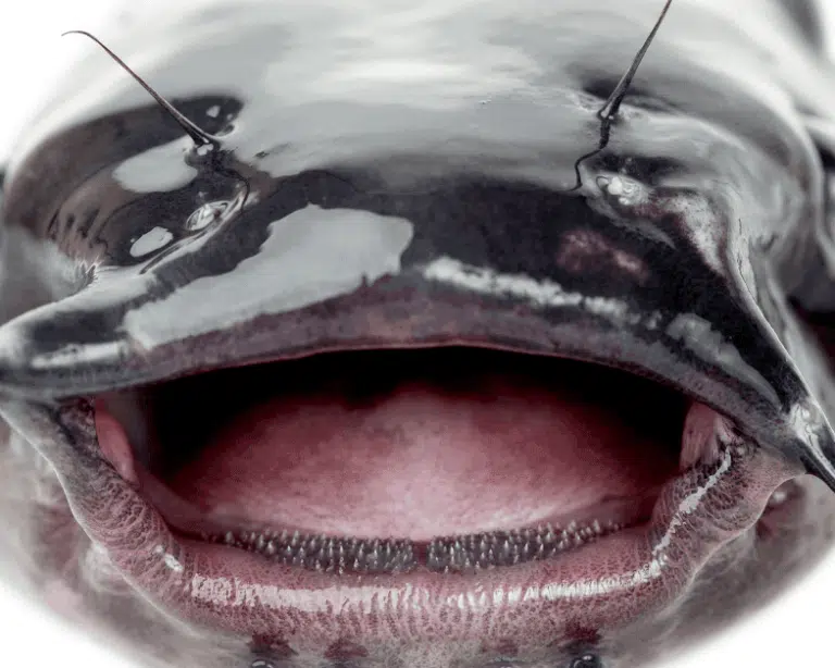 Does Catfish Have Teeth