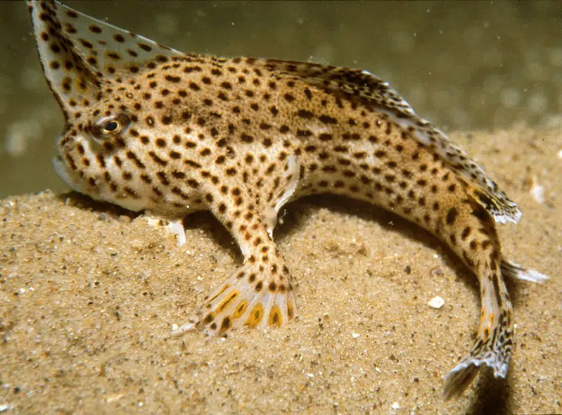 freshwater fish with legs