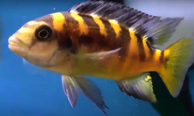 Bumblebee Cichlid