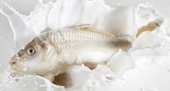 Can a Fish Swim in Milk