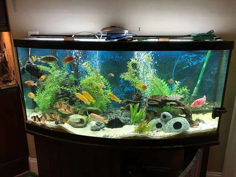 Best 15 Gallon Fish Tank Reviews and Setup Ideas