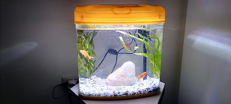 3 gallon fish tanks