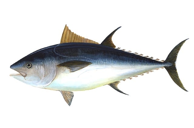 Tuna Fish in Marathi Information India Images Price Size