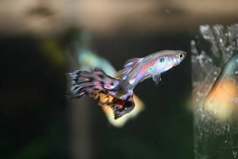 Do Guppies Need A Heater In Their Tank