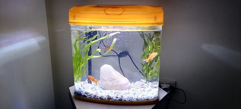 Are There Any Self Cleaning Fish Tanks 768x348 