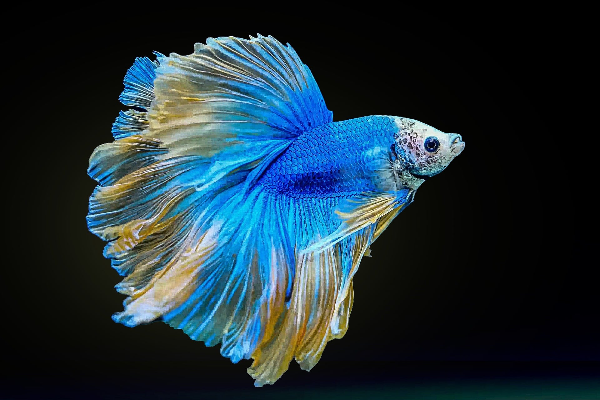 Do Betta Fish Need A Filtered Tank? (2024 Updated)