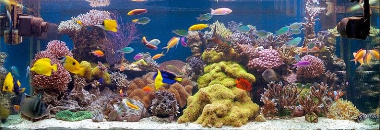 How To Start A 55 Gallon Fish Tank Kit Complete Setup Ideas