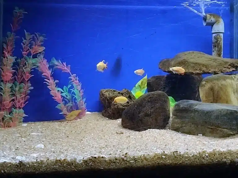 How to Clean Fish Tank Rocks