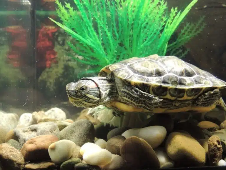 What Filter Do I Need For My Turtle Tank