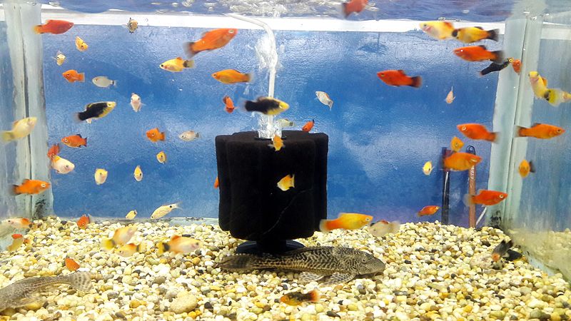 Do Goldfish Need A Filter To Survive All The Time