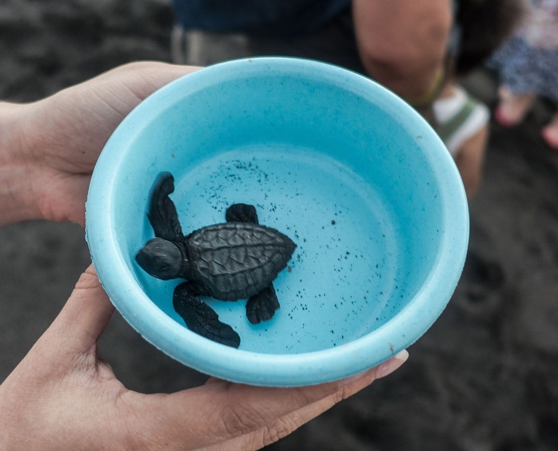 15 Best Heaters For Turtle Tanks In 2023 Fish Camp Rehab