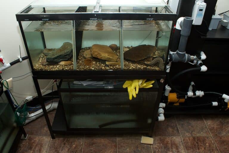 Best Heaters For Turtle Tanks
