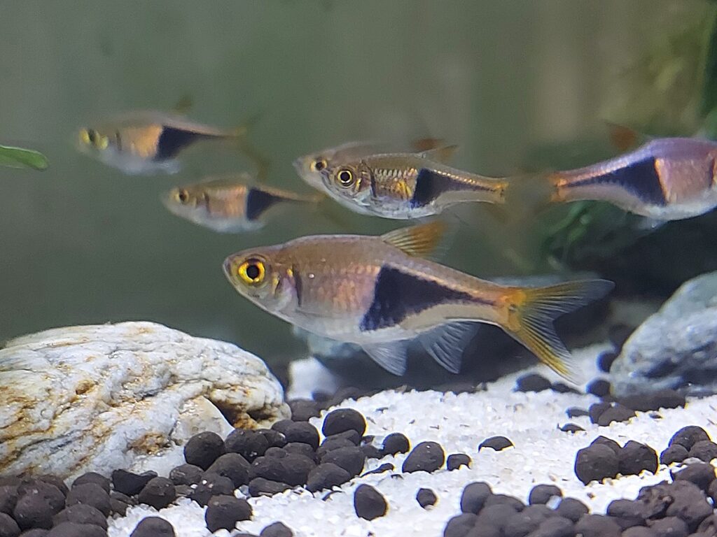 Harlequin Rasbora Tank Mates, Care, Size, Breeding & More
