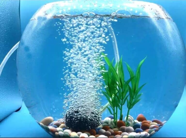 What Is The Best Air Stone For Aquarium?