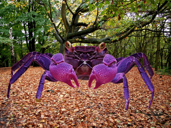 Vampire Crab Purple