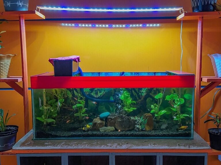 How To Lower Nitrates In Fish Tanks