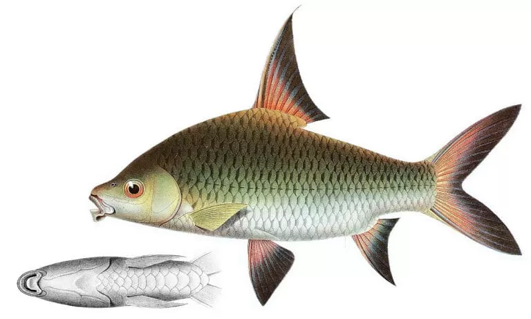 Full Grown Bala Shark Care Guide & Species Profile