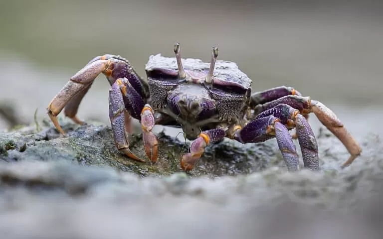Fun Facts About Fiddler Crabs As Pets