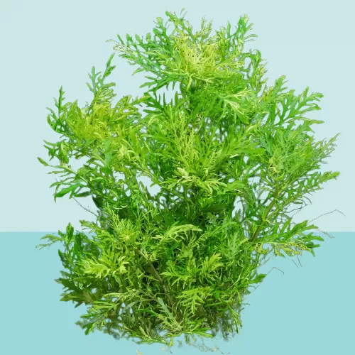 How To Plant Water Wisteria