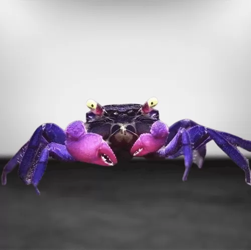 Vampire Crabs Care Guide And Species profile