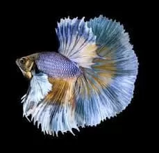 crowntail betta fish facts care origins lifespan