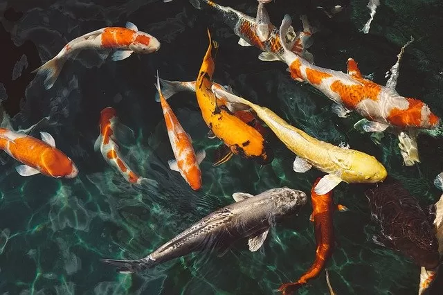 koi diseases