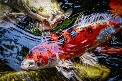koi fish colour