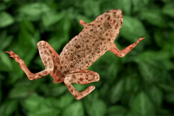 African Dwarf Frog Tank Mates, Care Guide, and Food