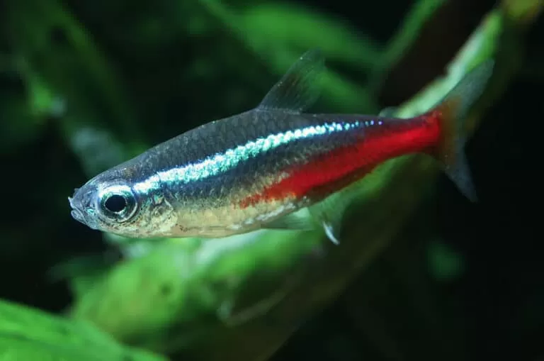 Rummy Nose Tetra Care Guide
