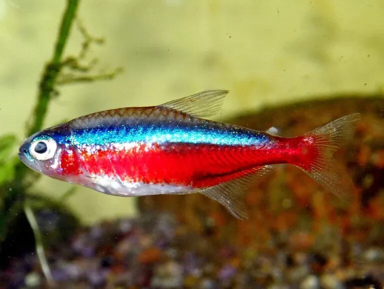 Neon Tetra Tank Size, Care Guide & Species Profile