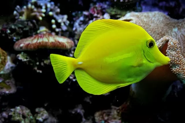How Long Can Fish Go Without Food In an Aquarium