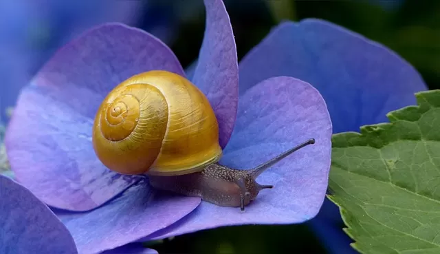 How Long Do Snails Sleep