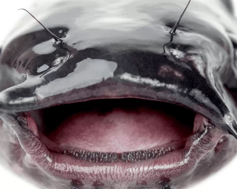 Does Catfish Have Teeth