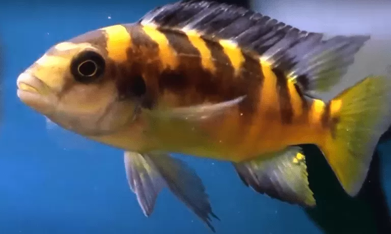 Bumblebee Cichlid