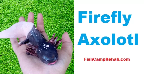 Firefly Axolotl