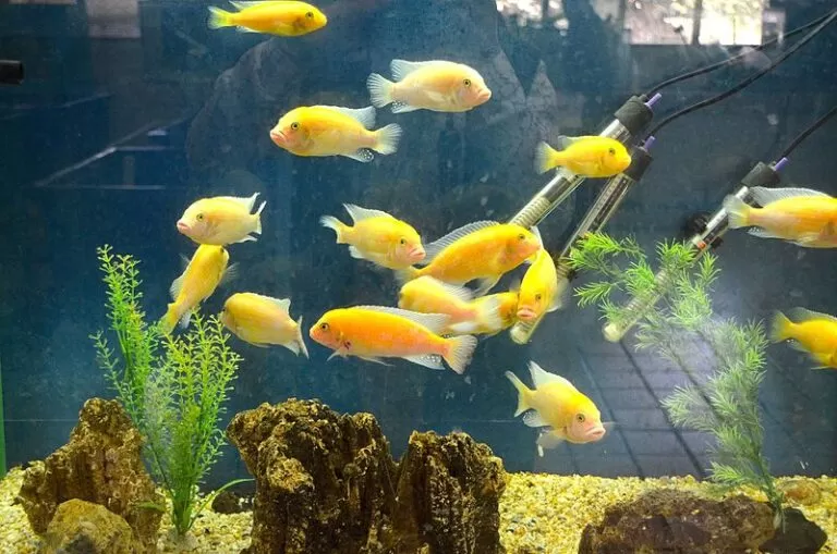 Can Fish Swim in Reverse Fish Locomotion Types