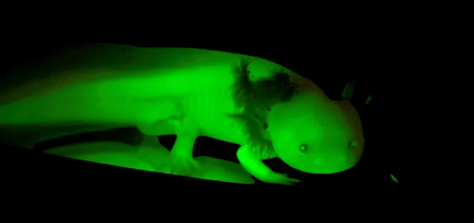 GFP Axolotl