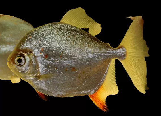 Red Hook Silver Dollar Fish Care